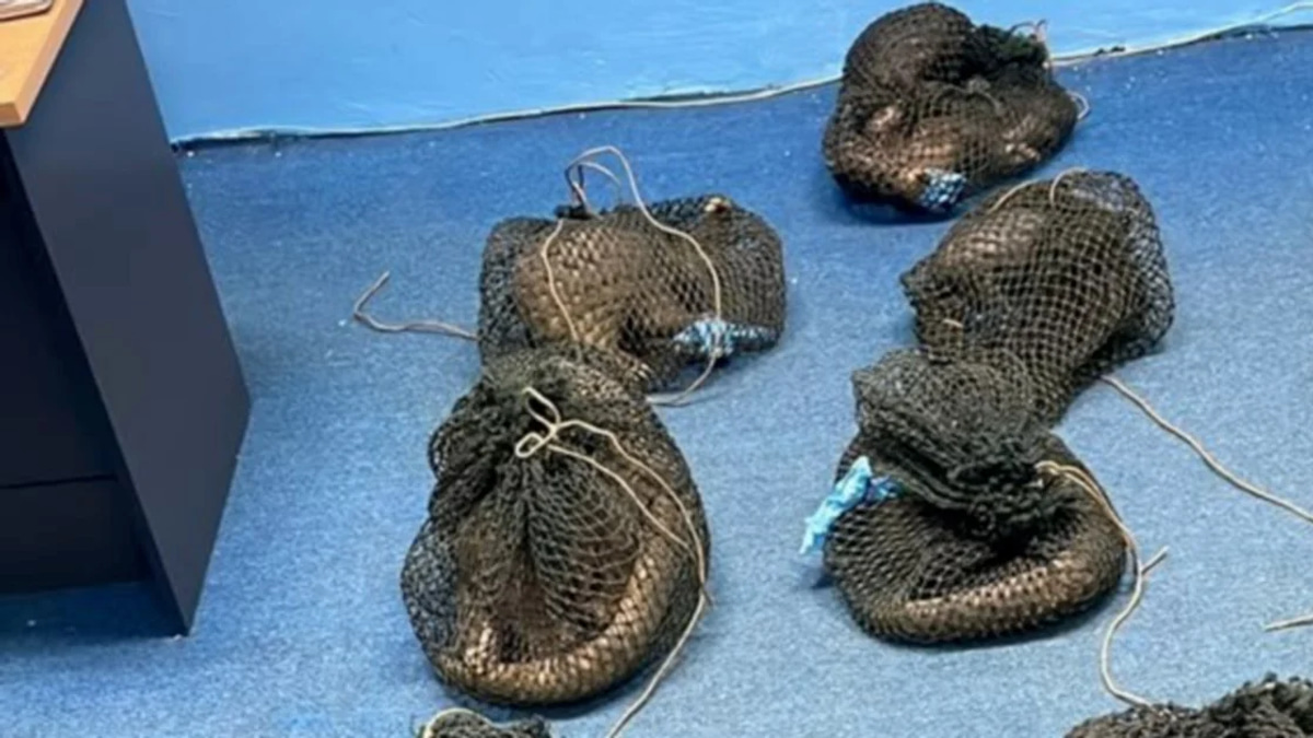 Filipino man held with 10 endangered pangolins and elephant tusk in Sabah wildlife raid