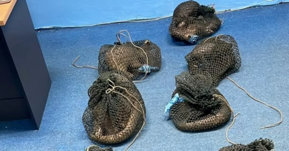 Filipino man held with 10 endangered pangolins and elephant tusk in Sabah wildlife raid