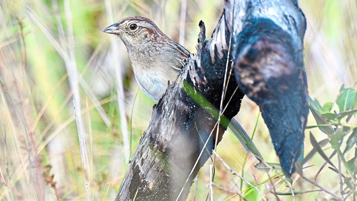 How Environmental Acoustics Shape the Evolution of Bird Songs in Florida's Forests