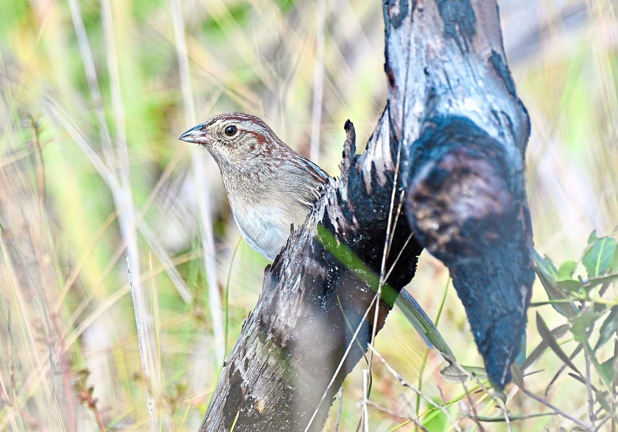 How Environmental Acoustics Shape the Evolution of Bird Songs in Florida's Forests