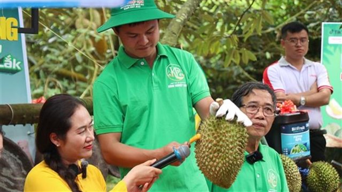 Vietnam's Durian Export Machine Stalls as Corruption Investigation Targets Certification System