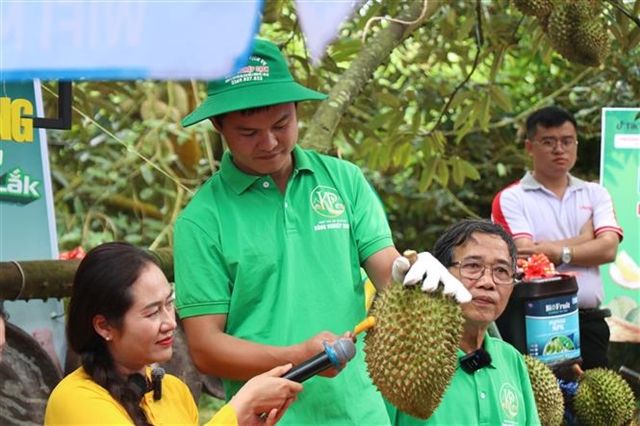 Vietnam's Durian Export Machine Stalls as Corruption Investigation Targets Certification System