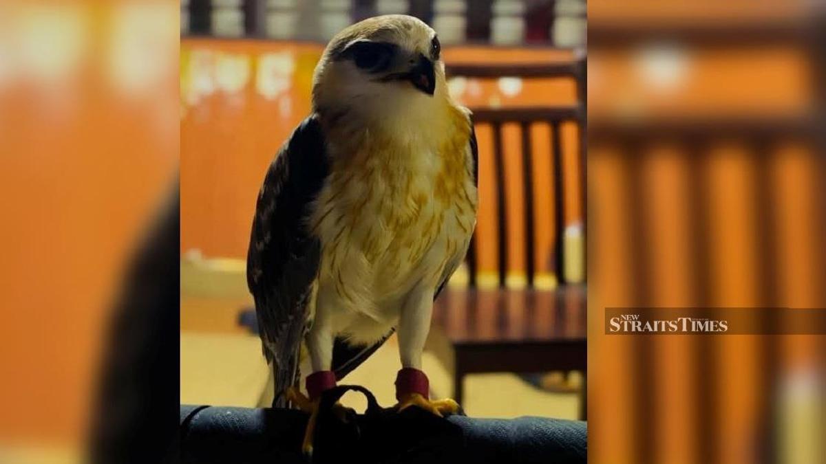 Police Nab Illegal Exotic Bird Owner, Recover RM100,000 Black-winged Kite in Kapar