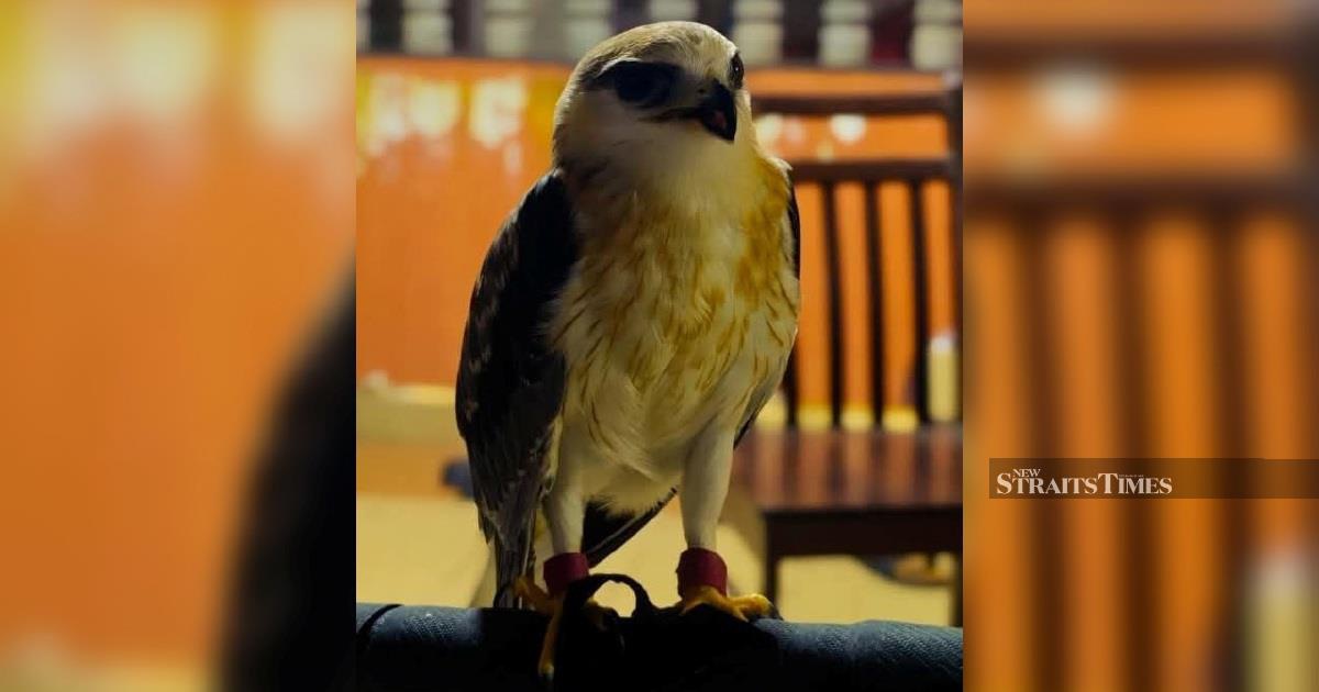 Police Nab Illegal Exotic Bird Owner, Recover RM100,000 Black-winged Kite in Kapar