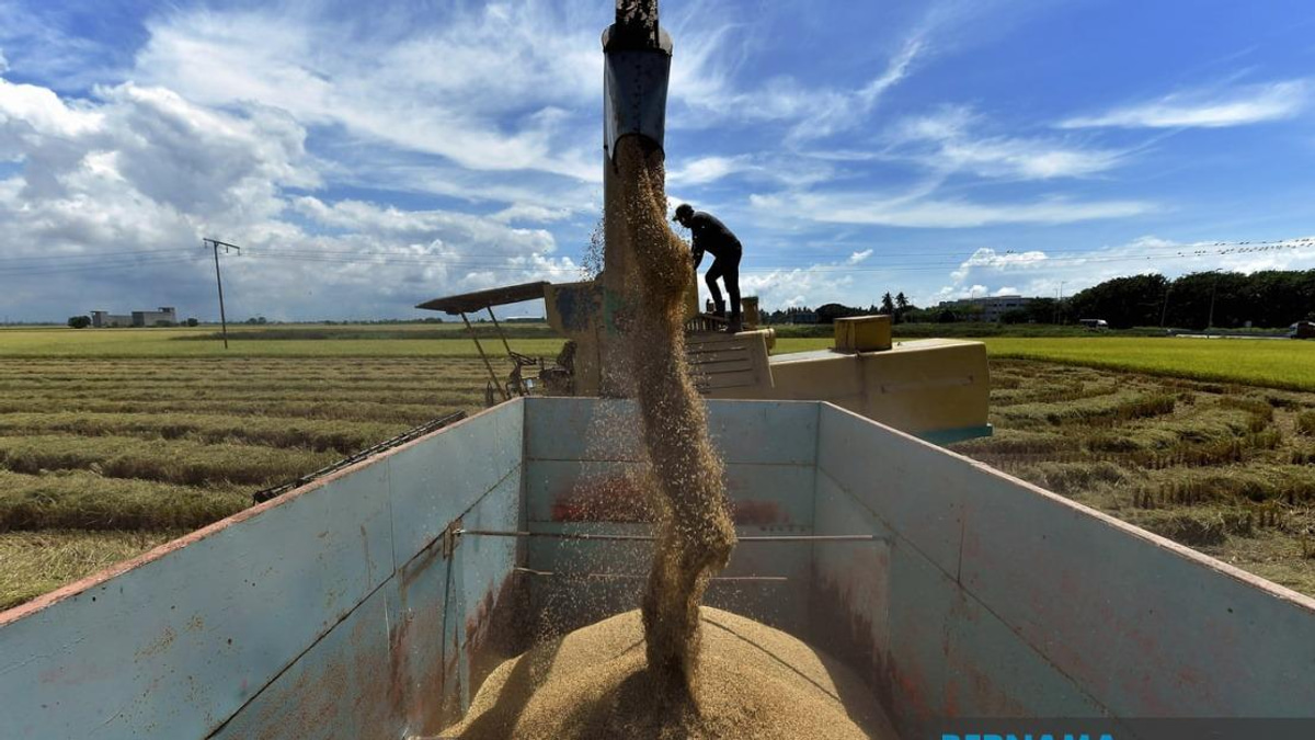 Parliament Strengthens Rice Industry Oversight With Tougher Penalties and New Safeguards