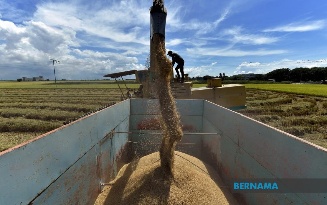 Parliament Strengthens Rice Industry Oversight With Tougher Penalties and New Safeguards