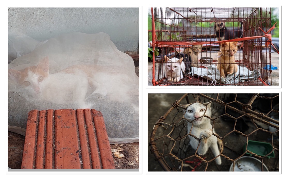 Underground Cat Meat Trade Persists Across Indochina Despite Public Opposition