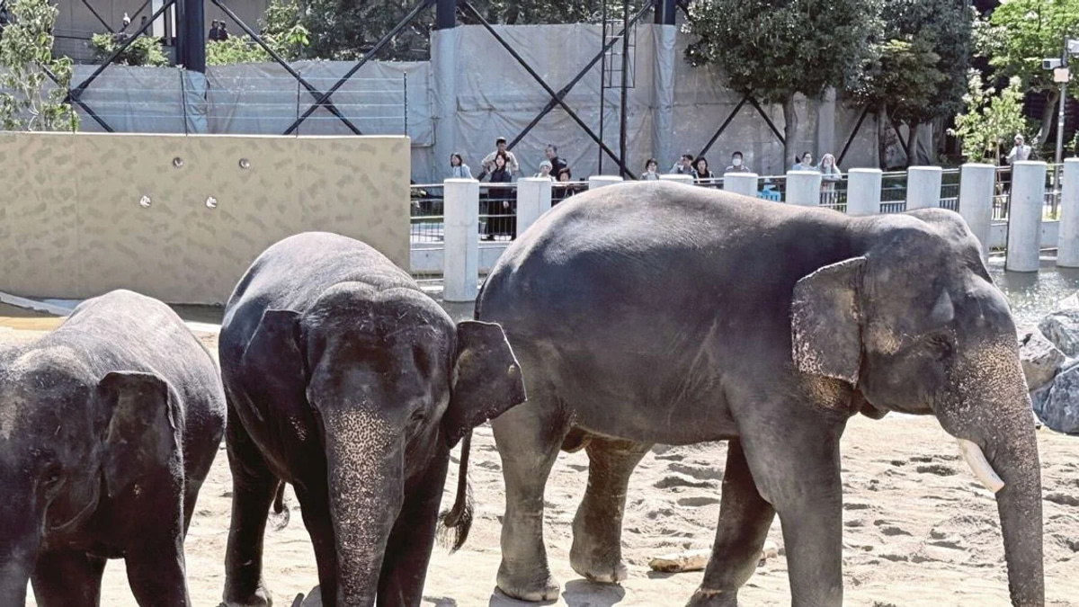 MACC Launches Investigation into Zoo Taiping's Elephant Transfer to Japan