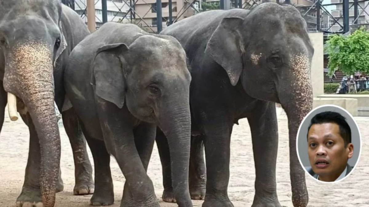 Nik Nazmi Denies Role in Alleged RM53 Million Elephant Transfer Scandal