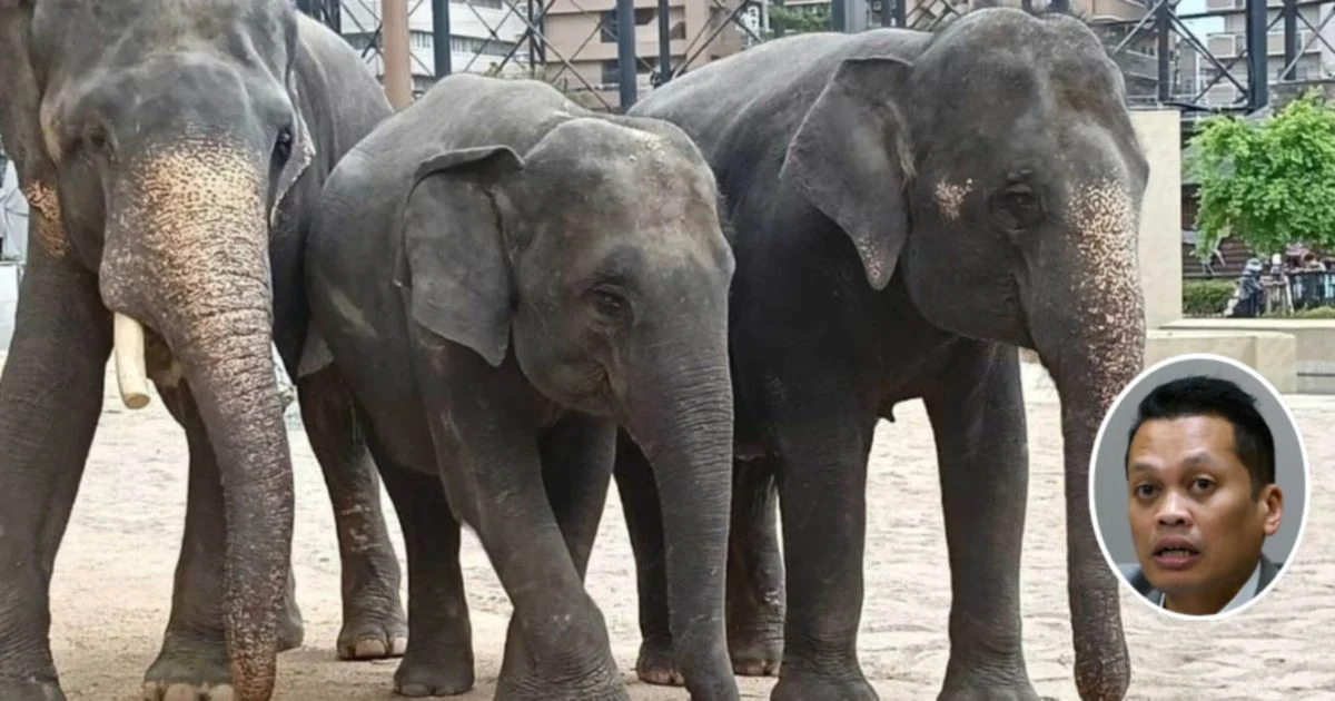 Nik Nazmi Denies Role in Alleged RM53 Million Elephant Transfer Scandal