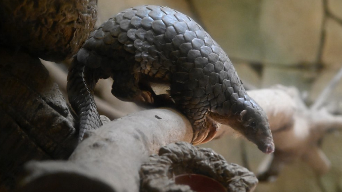 Indonesia Arrests Suspected Pangolin Trafficker in Crackdown on International Network