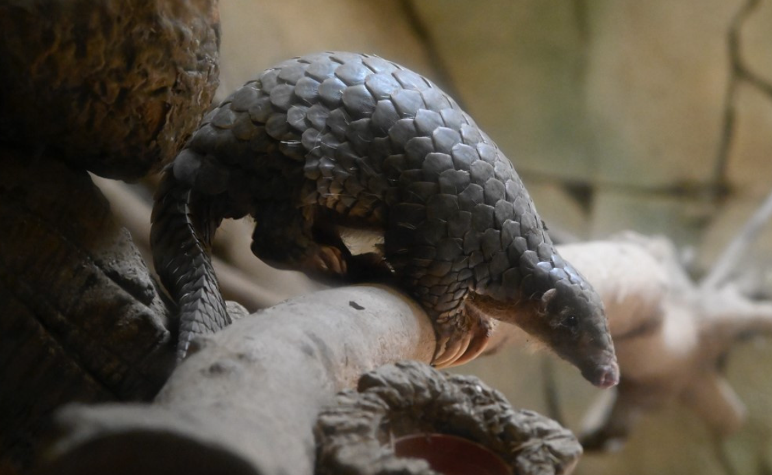 Indonesia Arrests Suspected Pangolin Trafficker in Crackdown on International Network