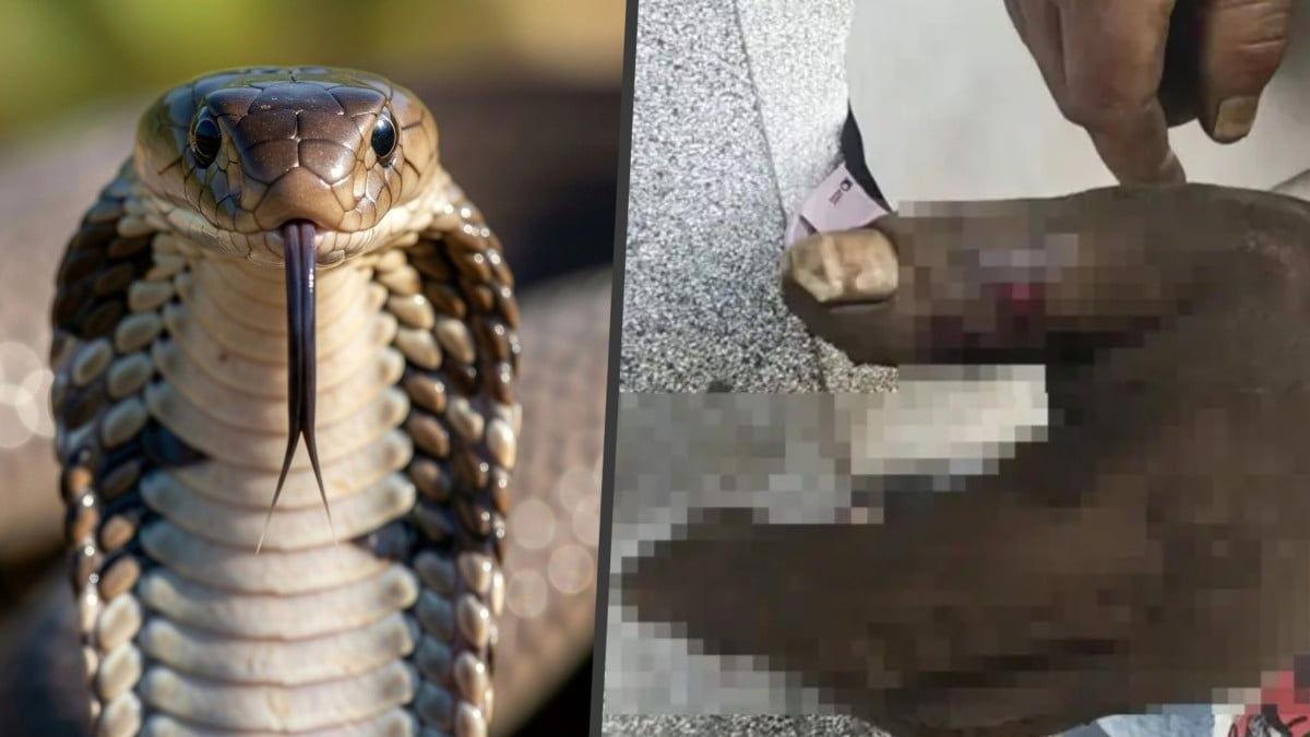 Chinese Woman Poisons Herself Trying to Save Husband From Cobra Bite