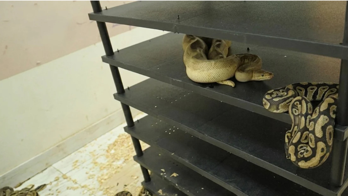 Chinese Man Jailed for Operating Sprawling Underground Python Breeding Operation from Home