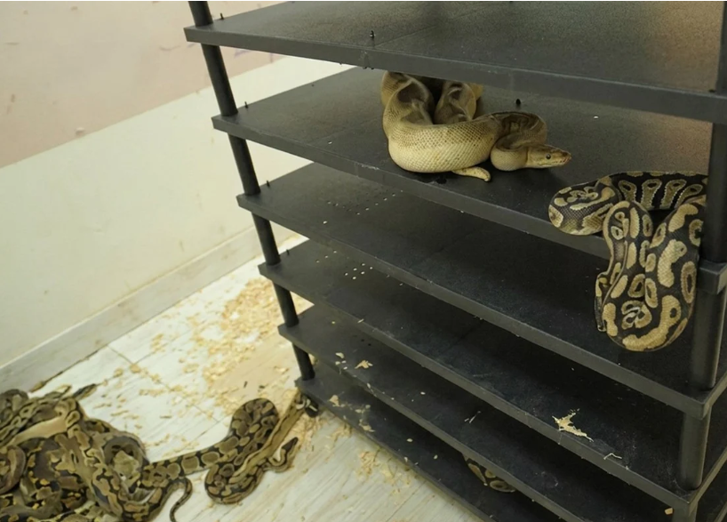 Chinese Man Jailed for Operating Sprawling Underground Python Breeding Operation from Home