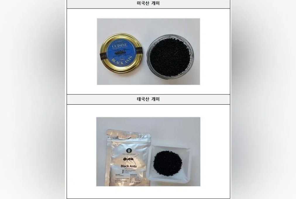 South Korean Michelin-starred chef faces jail time over black ant garnish violation