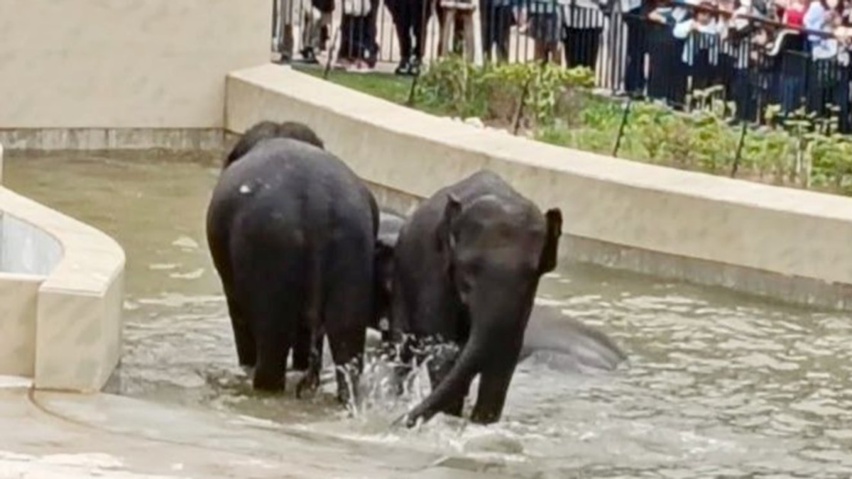 MACC's Taiping Elephant Case Remains Document-Based Inquiry