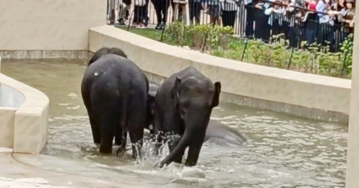 MACC's Taiping Elephant Case Remains Document-Based Inquiry