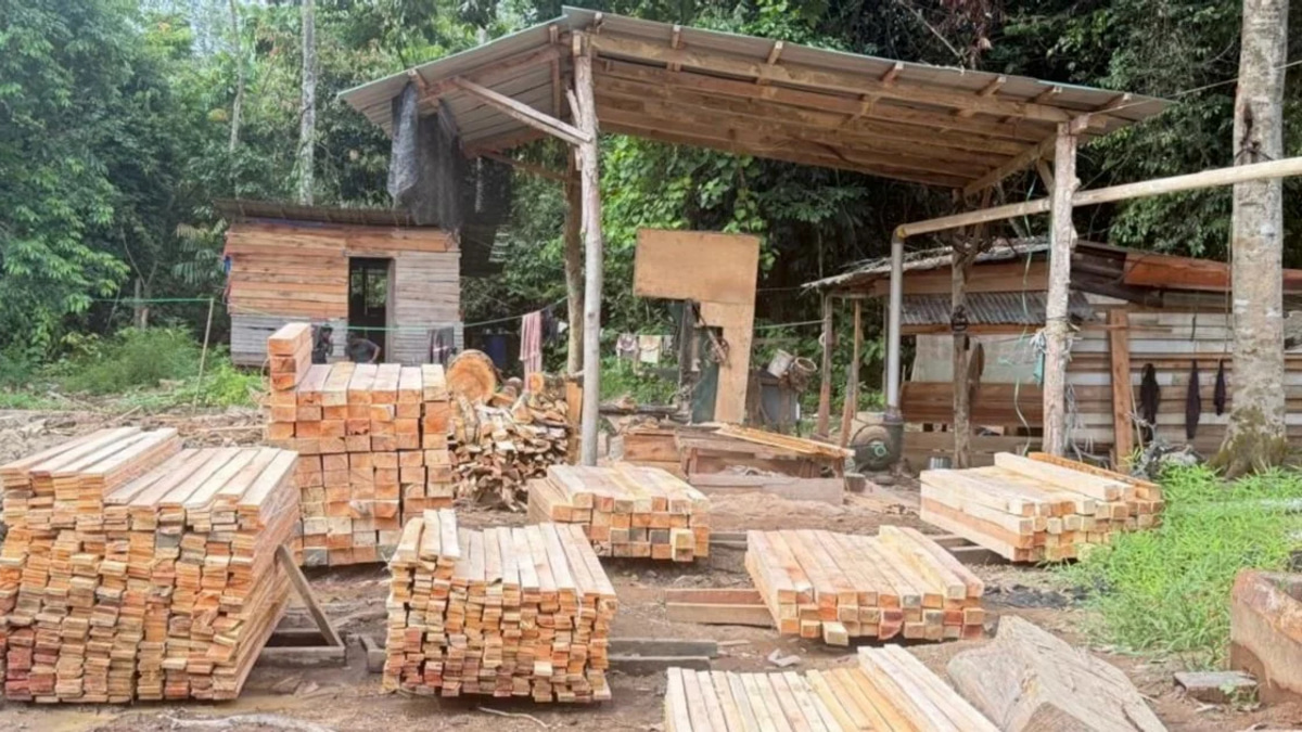 Five Detained, RM1.69 Million Seized in Illegal Sawmill Operation