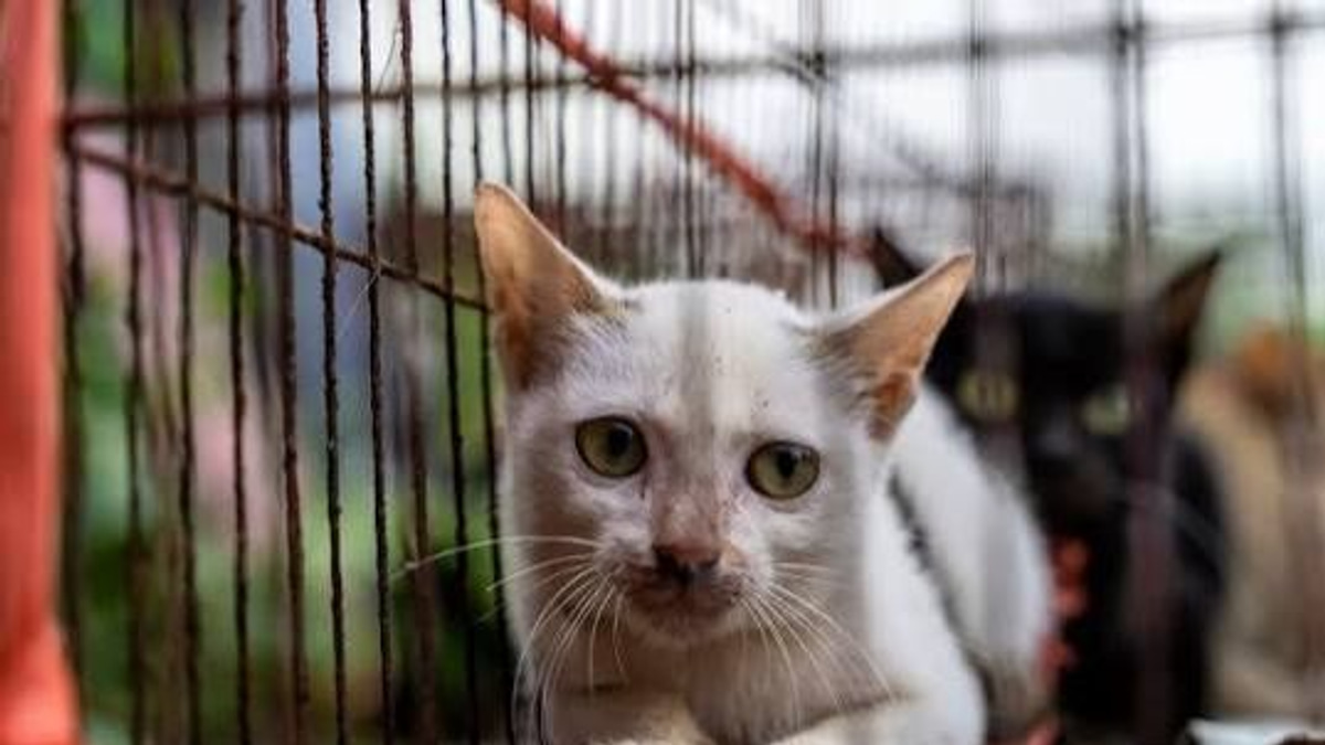 Vietnam police crack down on cat-theft racket, reunite 40 pets with owners