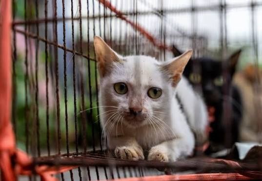 Vietnam police crack down on cat-theft racket, reunite 40 pets with owners