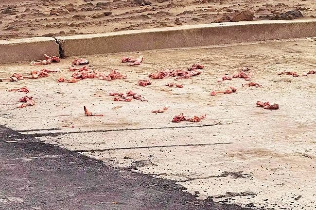 Malaysian fined BN$300 for illegal food waste dumping in Brunei
