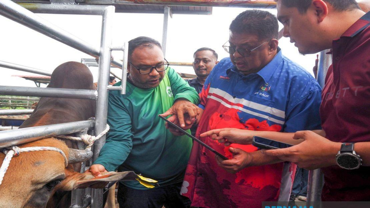 Melaka Deploys QR Tag System to Track Livestock and Reduce Stray Animal Incidents