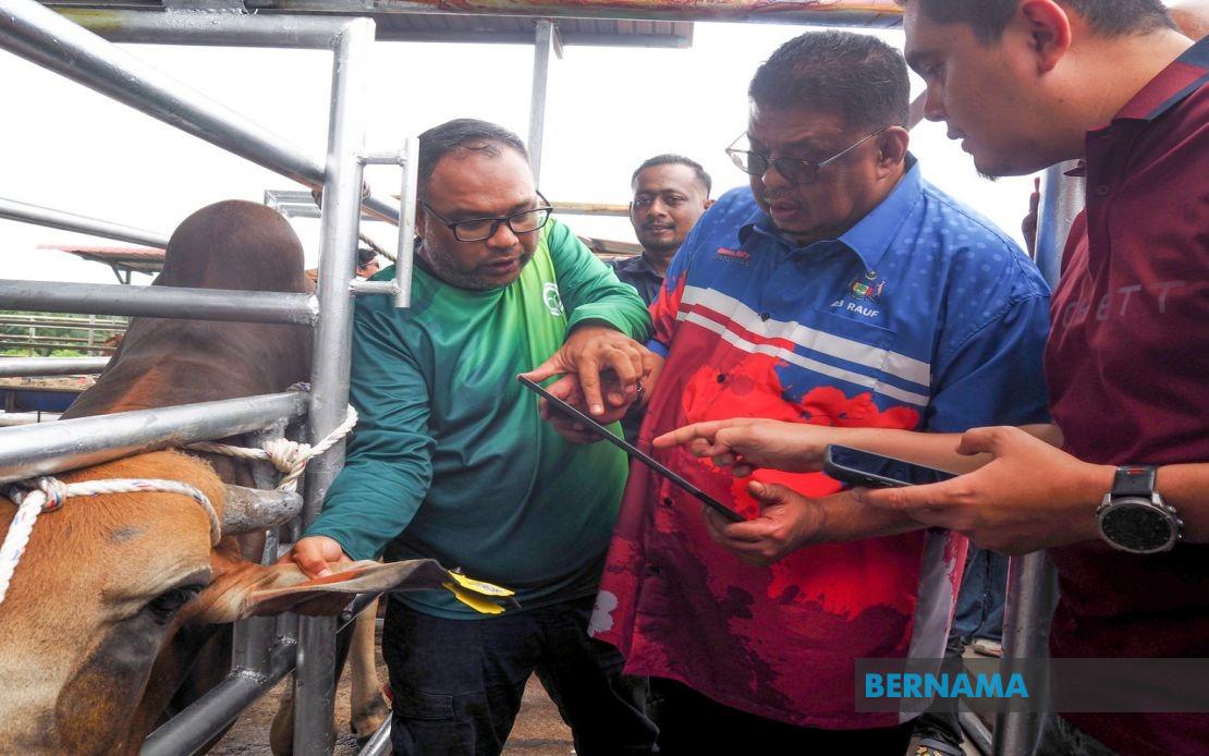 Melaka Deploys QR Tag System to Track Livestock and Reduce Stray Animal Incidents