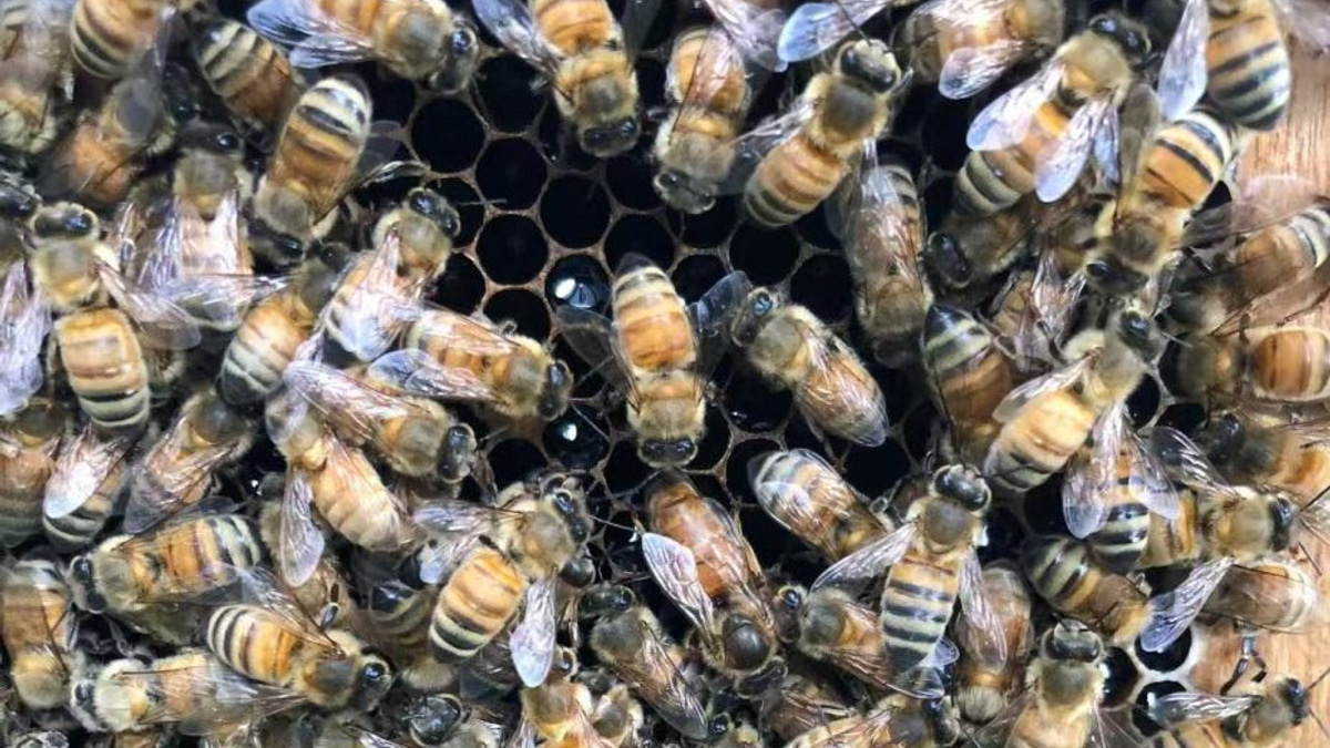 The Architecture of Royalty: How Honeybees Engineer Queens Beyond Diet Alone