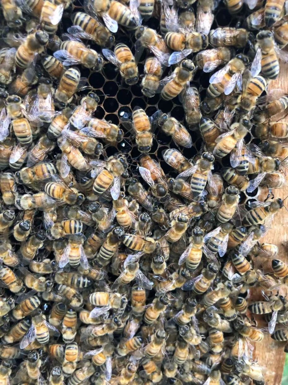 The Architecture of Royalty: How Honeybees Engineer Queens Beyond Diet Alone