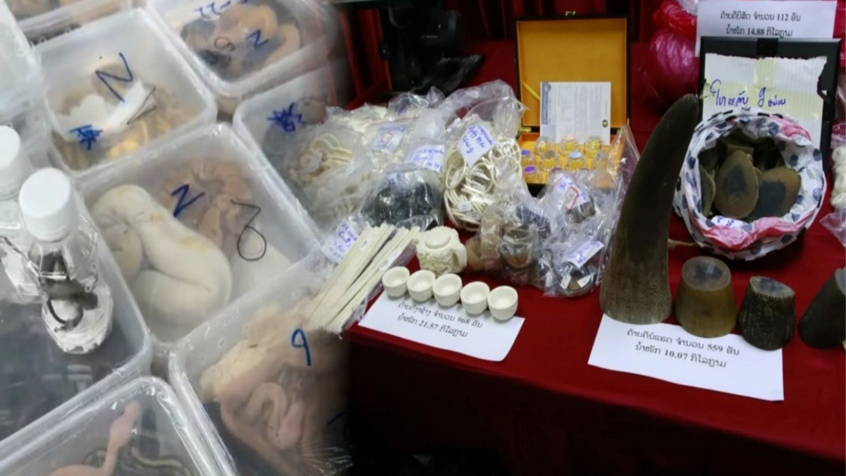 Laos Cracks Down on Mekong Wildlife Trafficking, Rescues Nearly 300 Animals