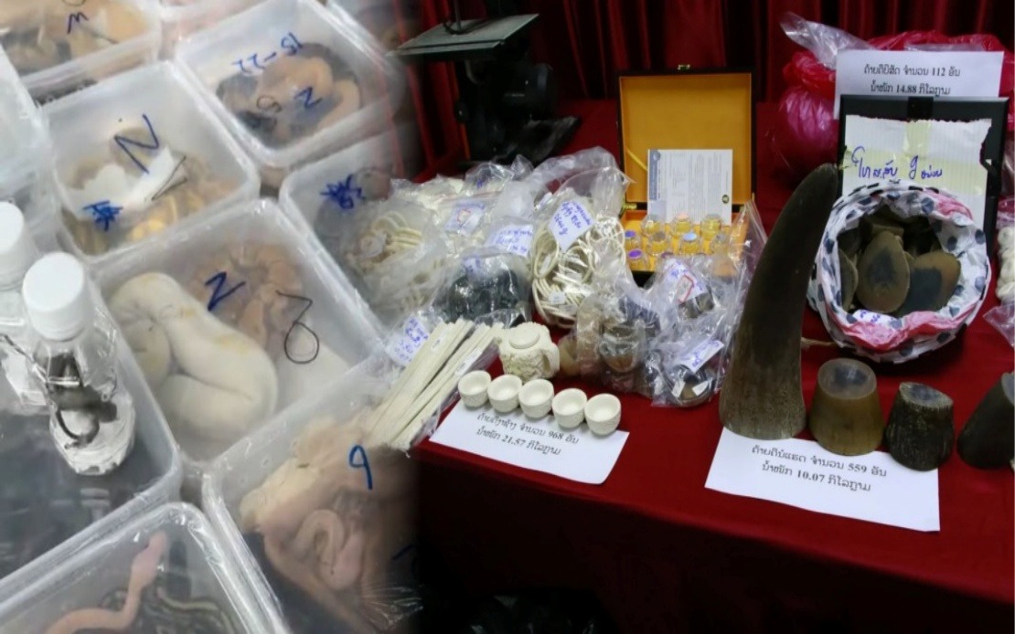 Laos Cracks Down on Mekong Wildlife Trafficking, Rescues Nearly 300 Animals