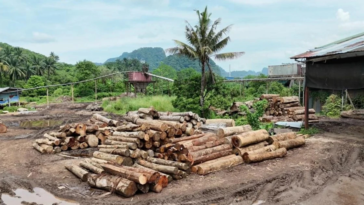 Enforcement sweep nets 11 suspects, seizes timber worth RM2.43 million across Kelantan and Terengganu