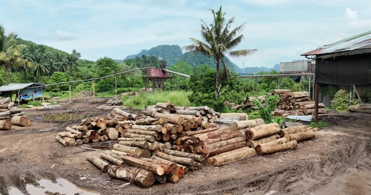 Enforcement sweep nets 11 suspects, seizes timber worth RM2.43 million across Kelantan and Terengganu